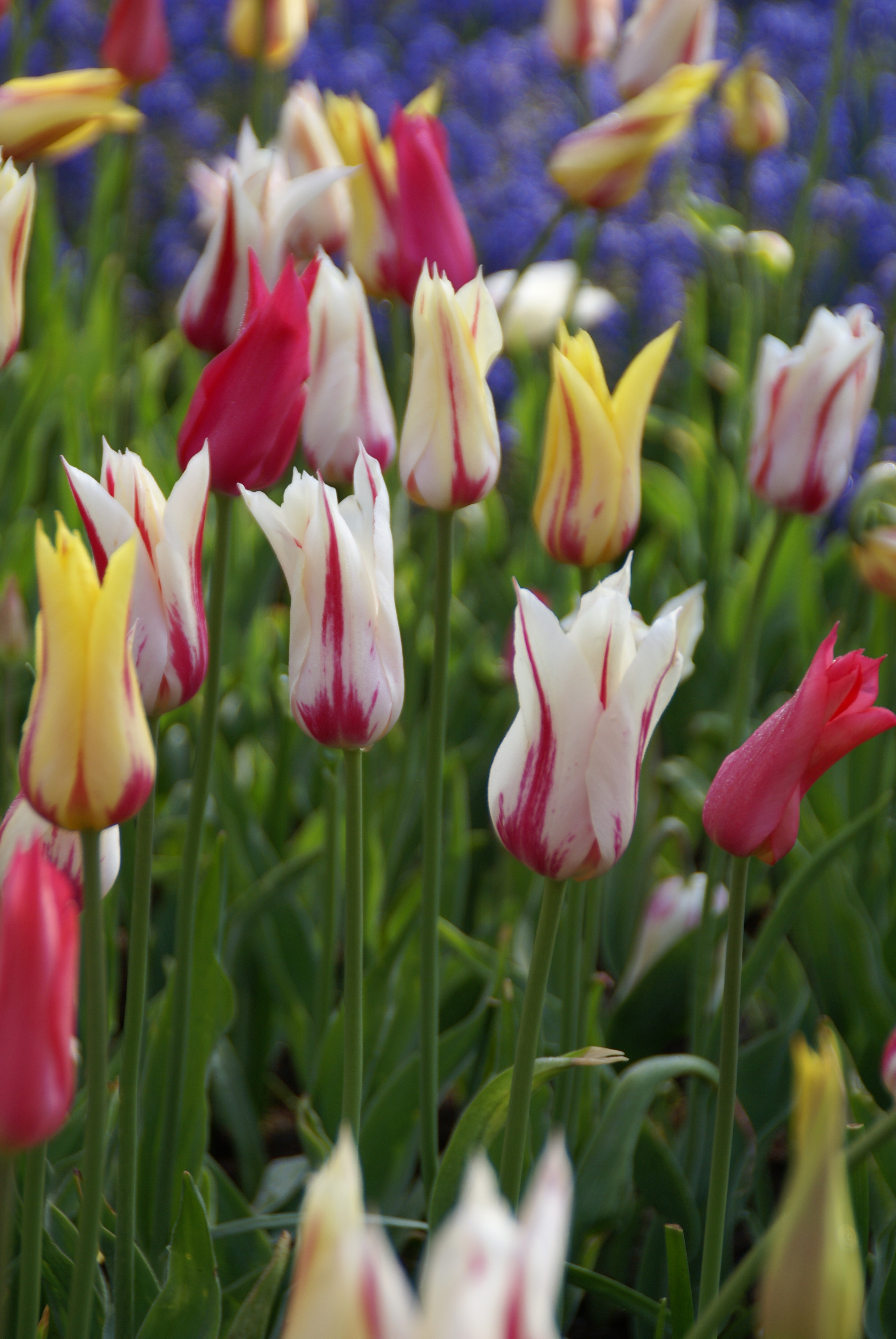 Tulp Leliebloemig Flaming Mix (per veelvouden van 100 stuks)